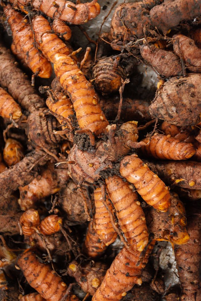 Close-up of freshly harvested turmeric roots, showcasing their earthy texture.
