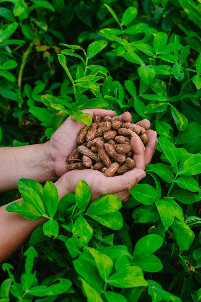 service-02 Close-up of hands holding freshly harvested peanuts surrounded by vibrant green leaves.