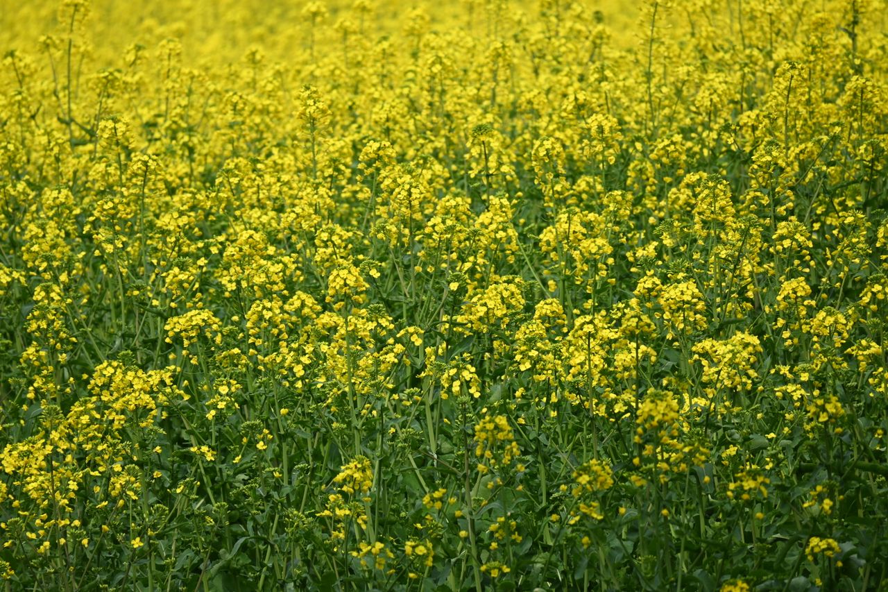 service-02 A lush field filled with blooming yellow mustard flowers, capturing the essence of spring.